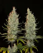 Desert Skunk