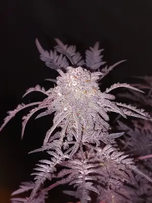 Frosty's Purple Freak