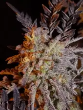 Frosty's Purple Freak
