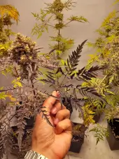 Frosty's Purple Freak