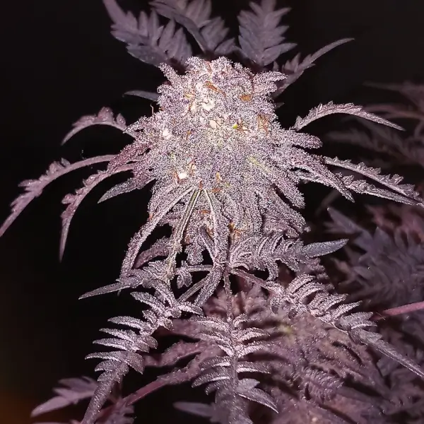Frosty's Purple Freak