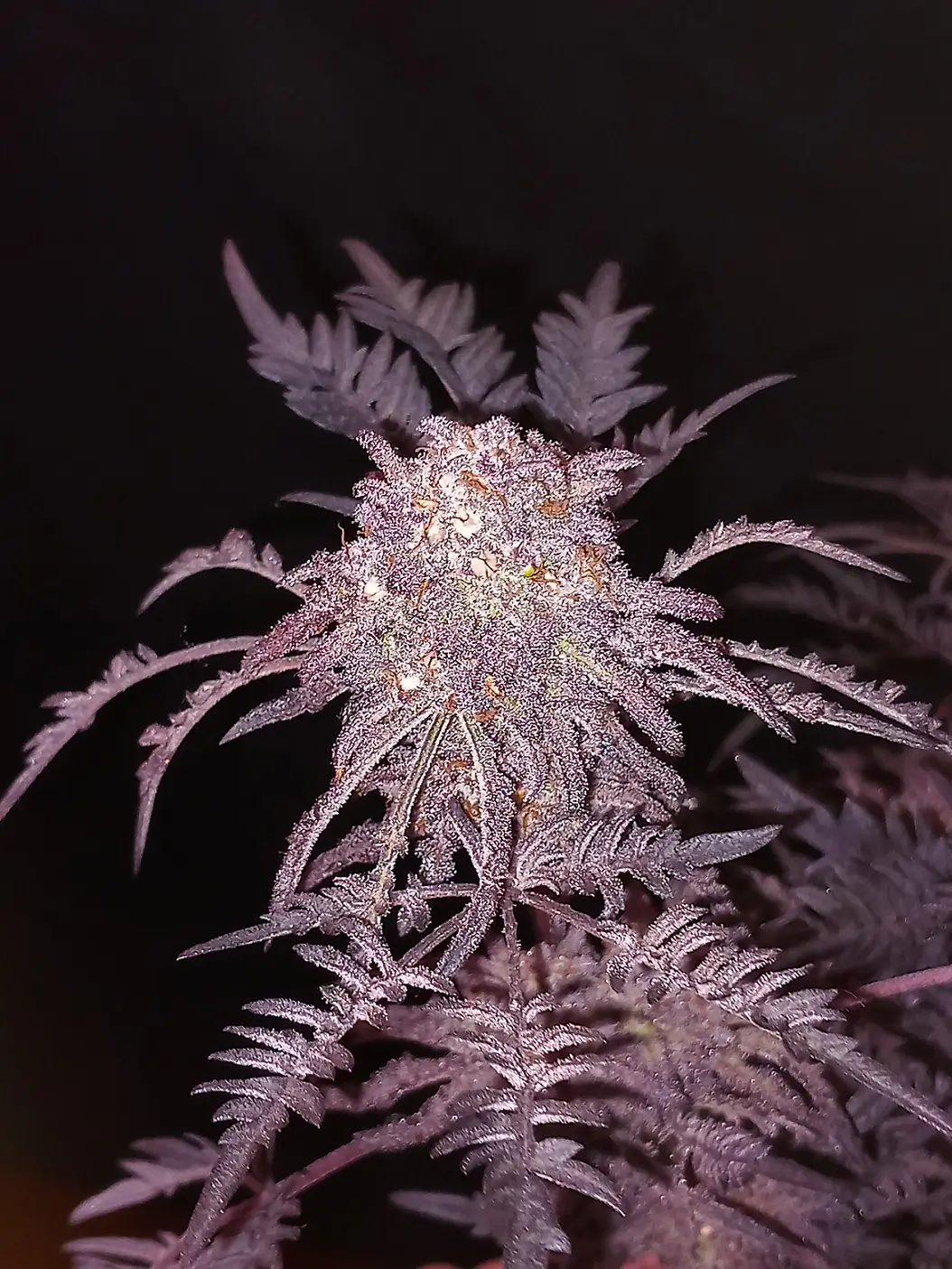 Frosty's Purple Freak