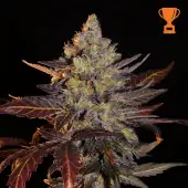 Limon Blanco V3