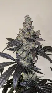Limon Blanco V3