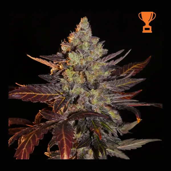 Limon Blanco V3