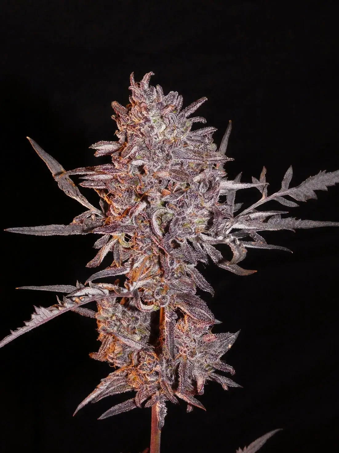 Frosty's Auto Freak