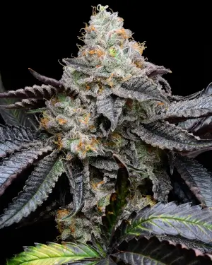 Blueberry Bubble Gum