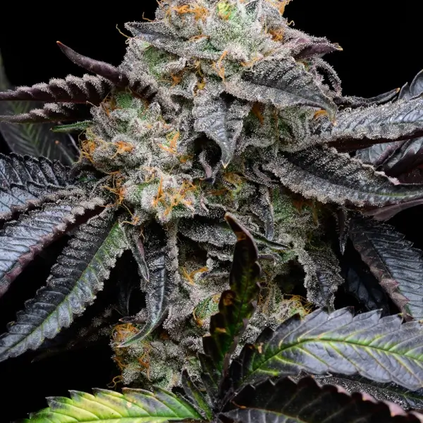 Blueberry Bubble Gum