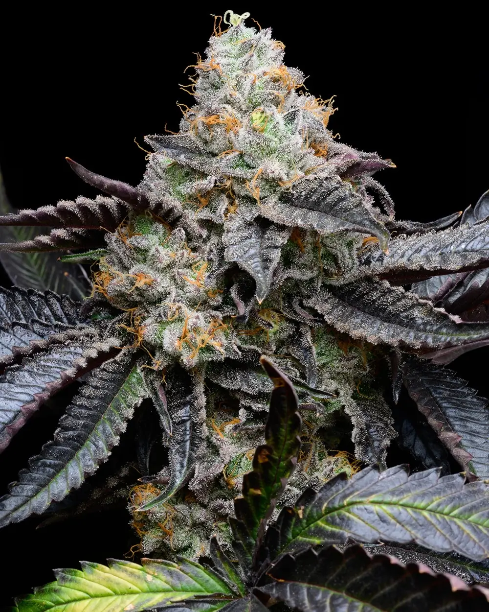 Blueberry Bubble Gum
