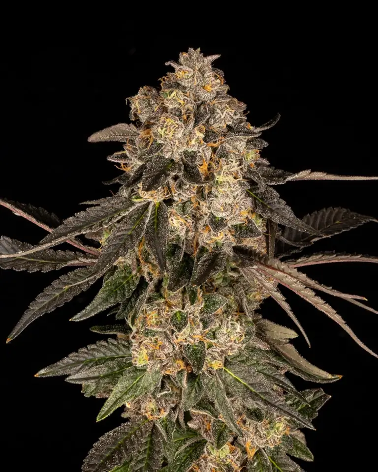 Cherry Fritter