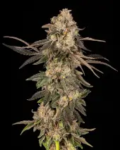 Cherry Fritter