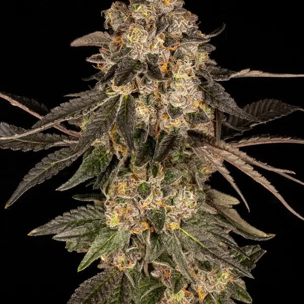 Cherry Fritter