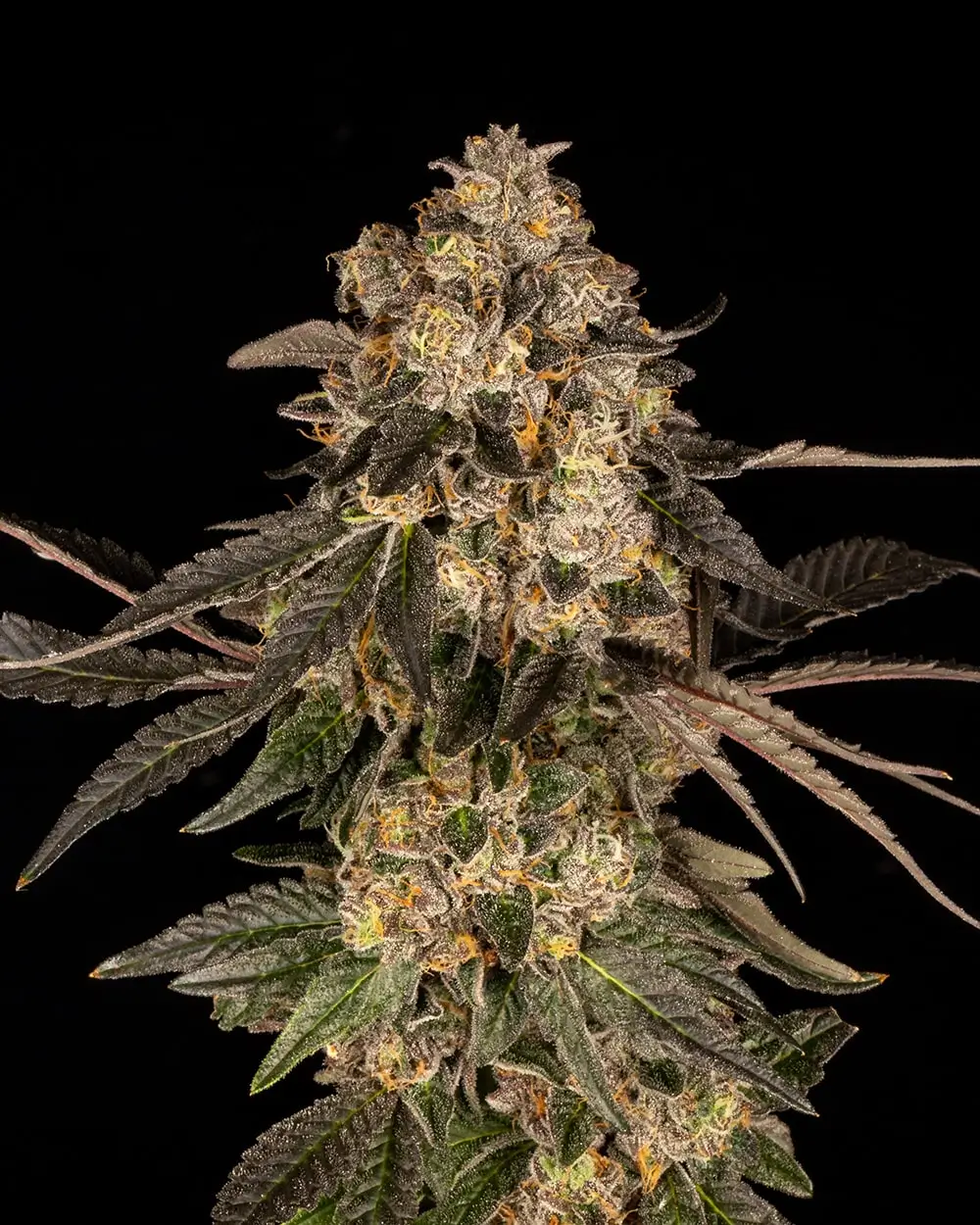 Cherry Fritter