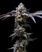 Lemon Cherry Pop