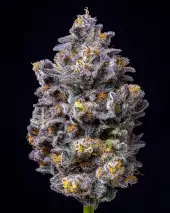 Lemon Cherry Pop