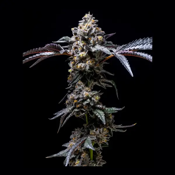 Lemon Cherry Pop
