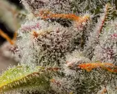 Lemon Cherry Sherb