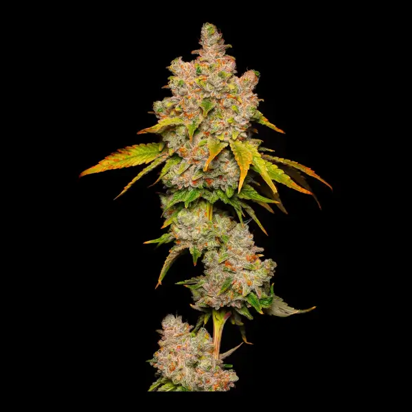 Lemon Cherry Sherb