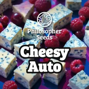 Cheesy Auto Promo