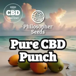 PHILO PROMO Pure CBD Punch