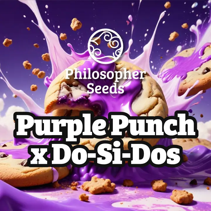 Purple Punch X Do-Si-Dos