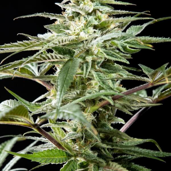 CBD Rich Candy
