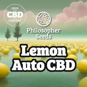 Lemon Auto CBD