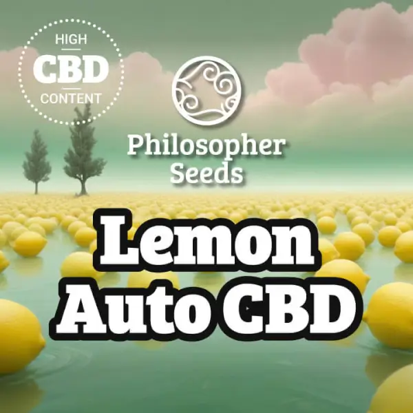 Lemon Auto CBD