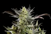 Fruity Jack