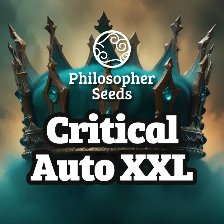 Critical XXL Auto