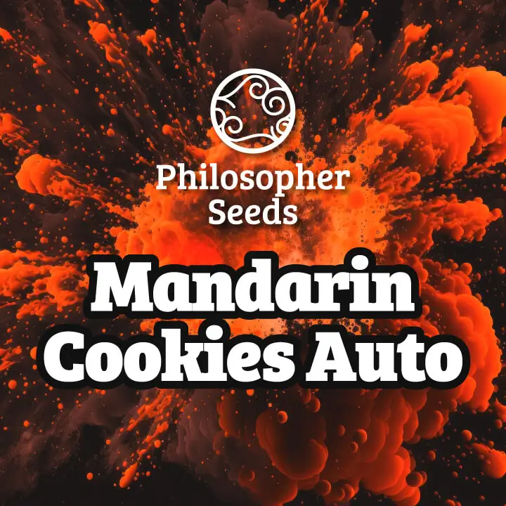 Mandarin Cookies Auto