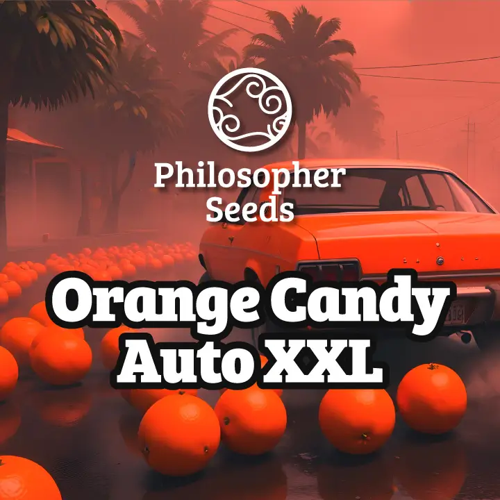 Orange Candy Auto XXL Auto