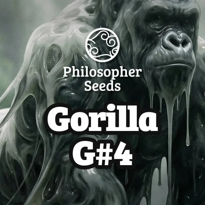 Gorilla G#4
