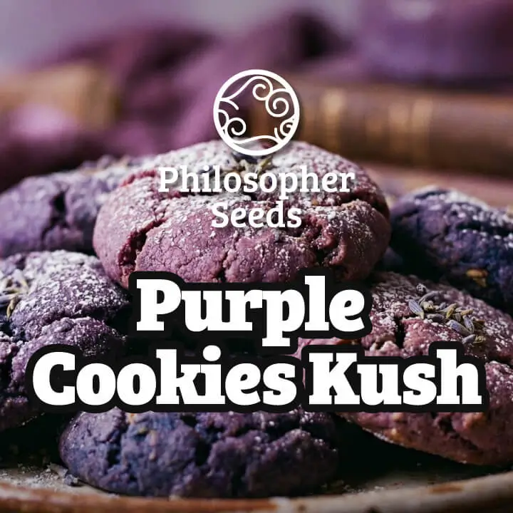Purple Cookies Kush