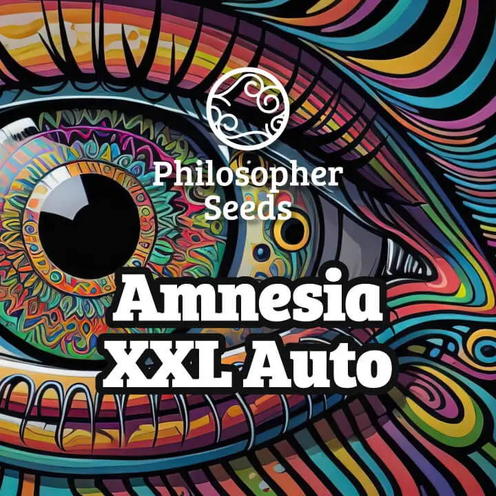Amnesia XXL Auto