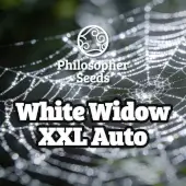 White Widow XXL Auto
