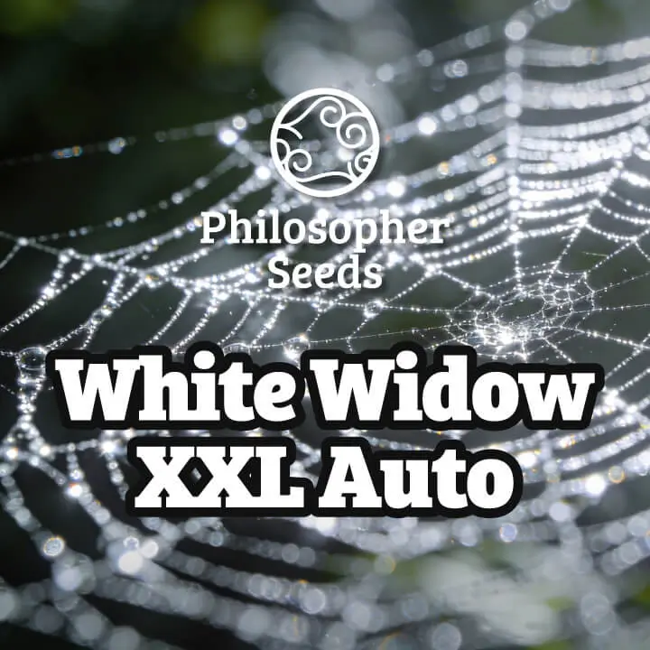 White Widow XXL Auto