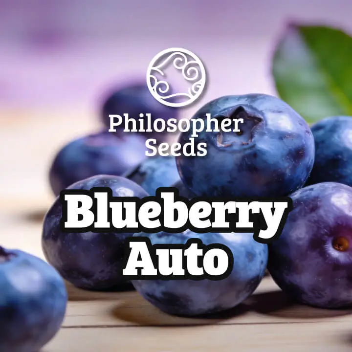 Blueberry Auto