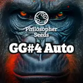 GG#4 Auto