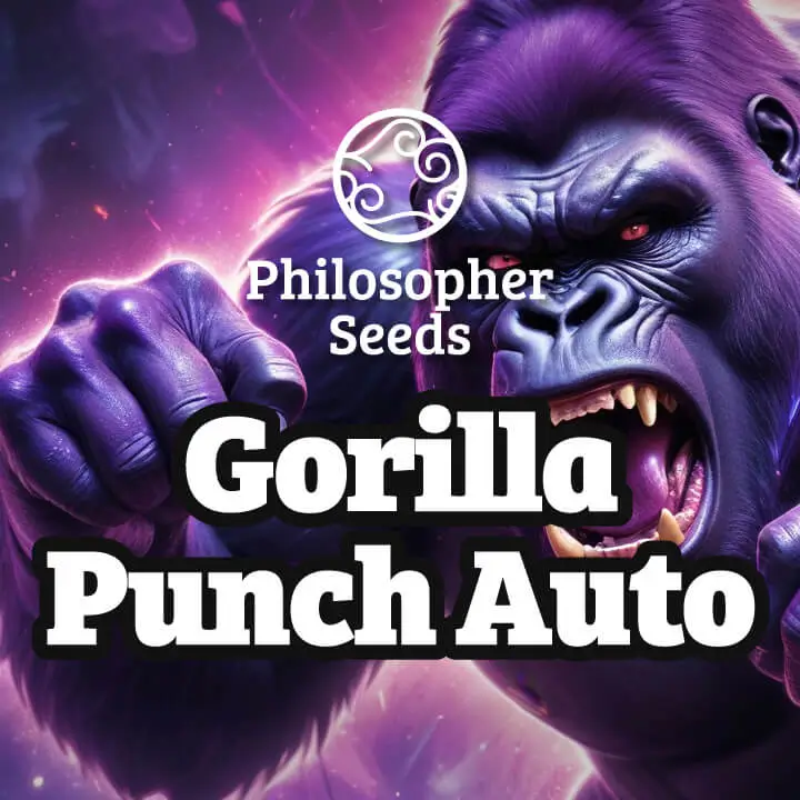 Gorilla Punch Auto