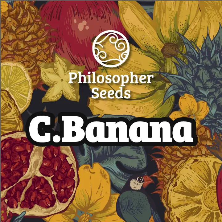 Chiquita Banana