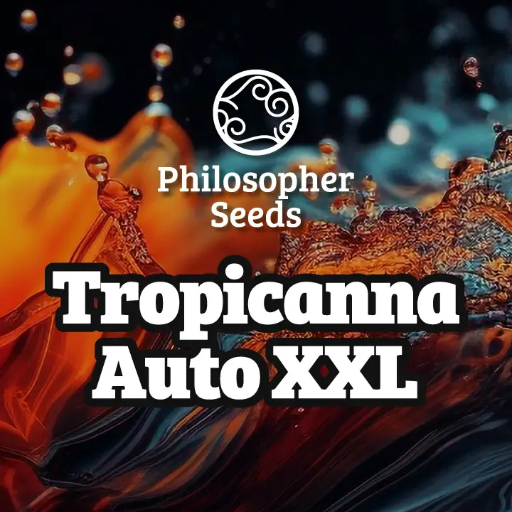 Tropicanna XXL Auto