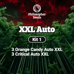 Kit XXL Auto