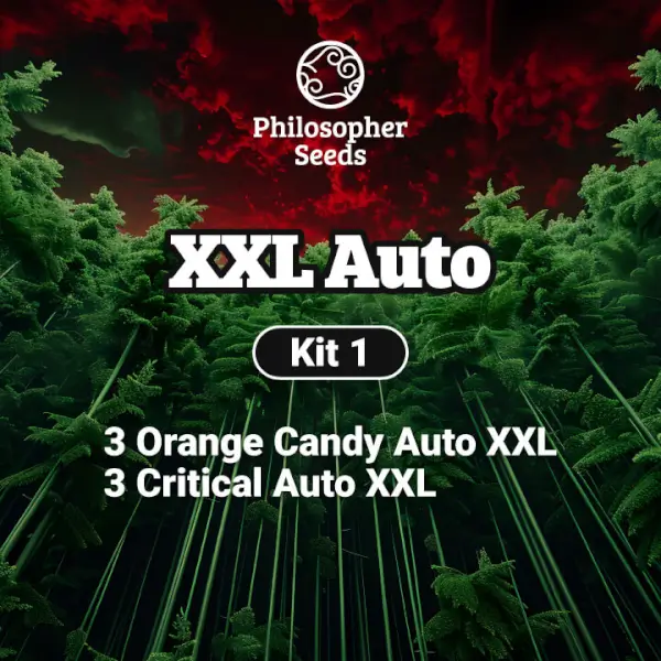 Kit XXL Auto