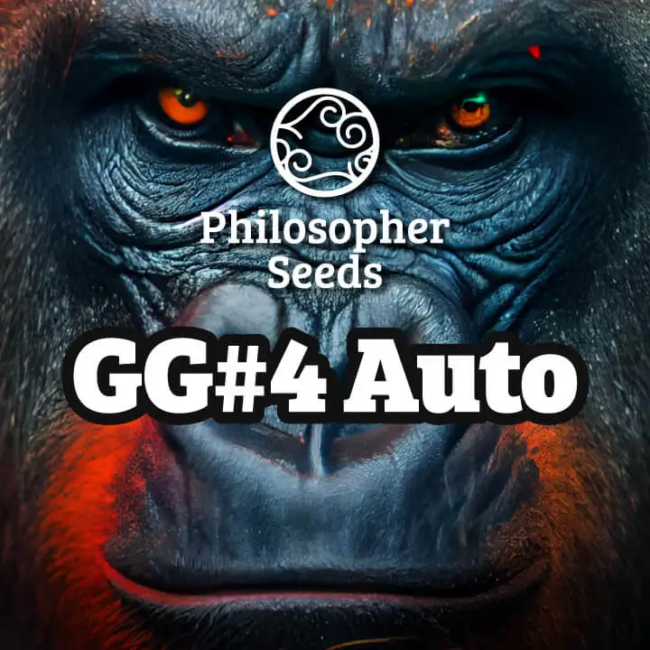 GG #4 Auto