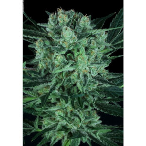 Durga Mata II CBD