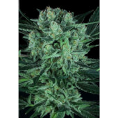 Durga Mata II CBD