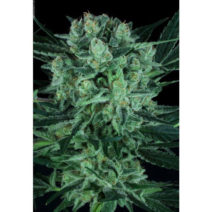 Durga Mata II CBD