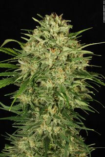 De La Haze