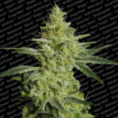 AllKush